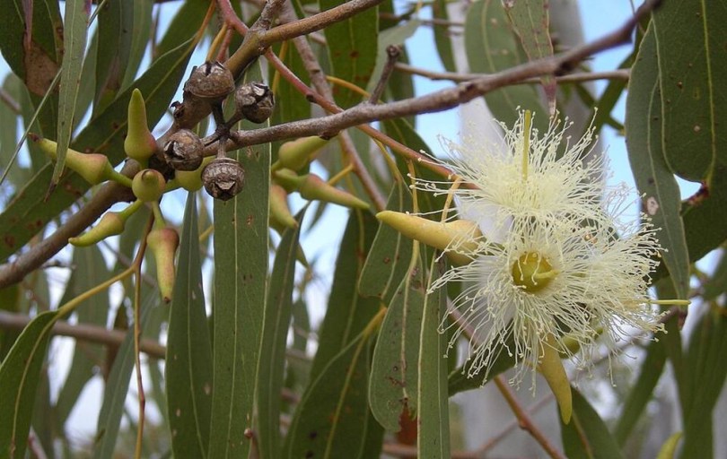Roter Wald-Eukalyptus – Gummibaum, Eucalyptus tereticornis, évelő, fásszárú